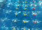 Blauer aufblasbarer Wasser-Rollen-Ball für Aqua-Park-aufblasbare Spiele im Freien fournisseur